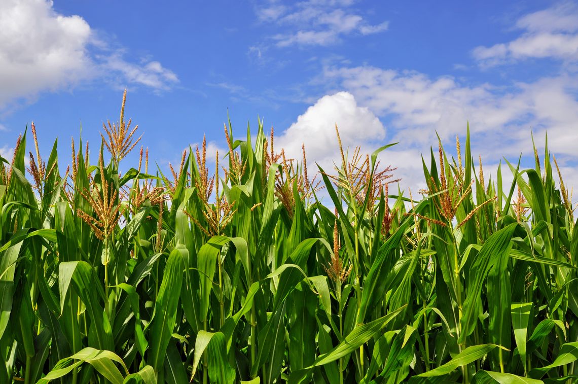 campo di mais